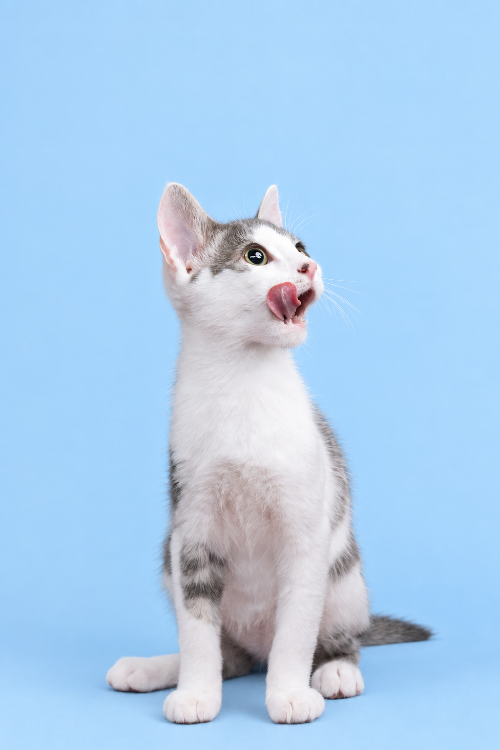 Kitten licking its nose on a sky-blue background