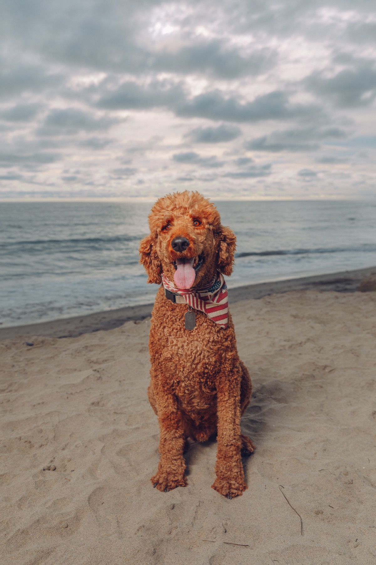 Curly-haired brown dog sitting by the ocean