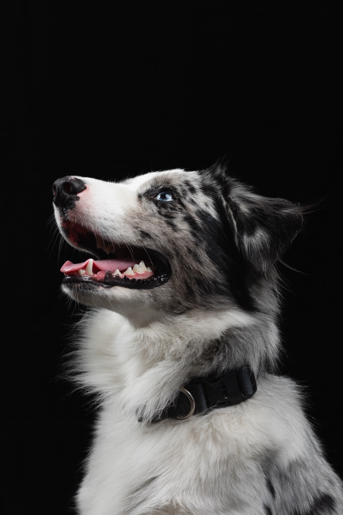 Close-up of a merle dog looking to the left