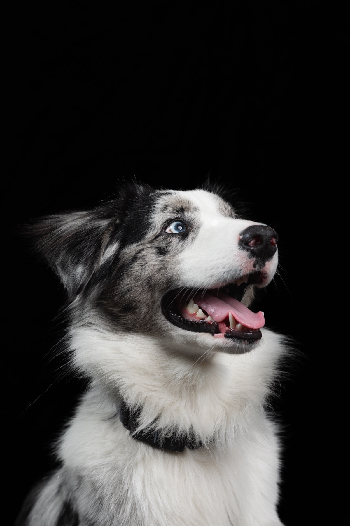 Blue-eyed merle dog looking upward