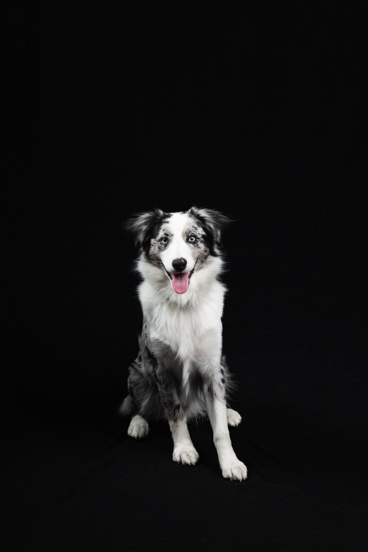 Seated merle dog on a black studio background