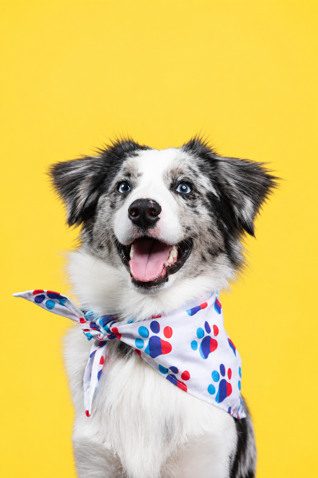 Smiling dog wearing a paw-print bandana